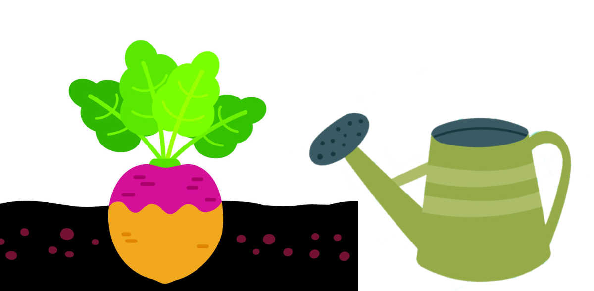 A graphic showing a rutabaga plant and a watering can.
