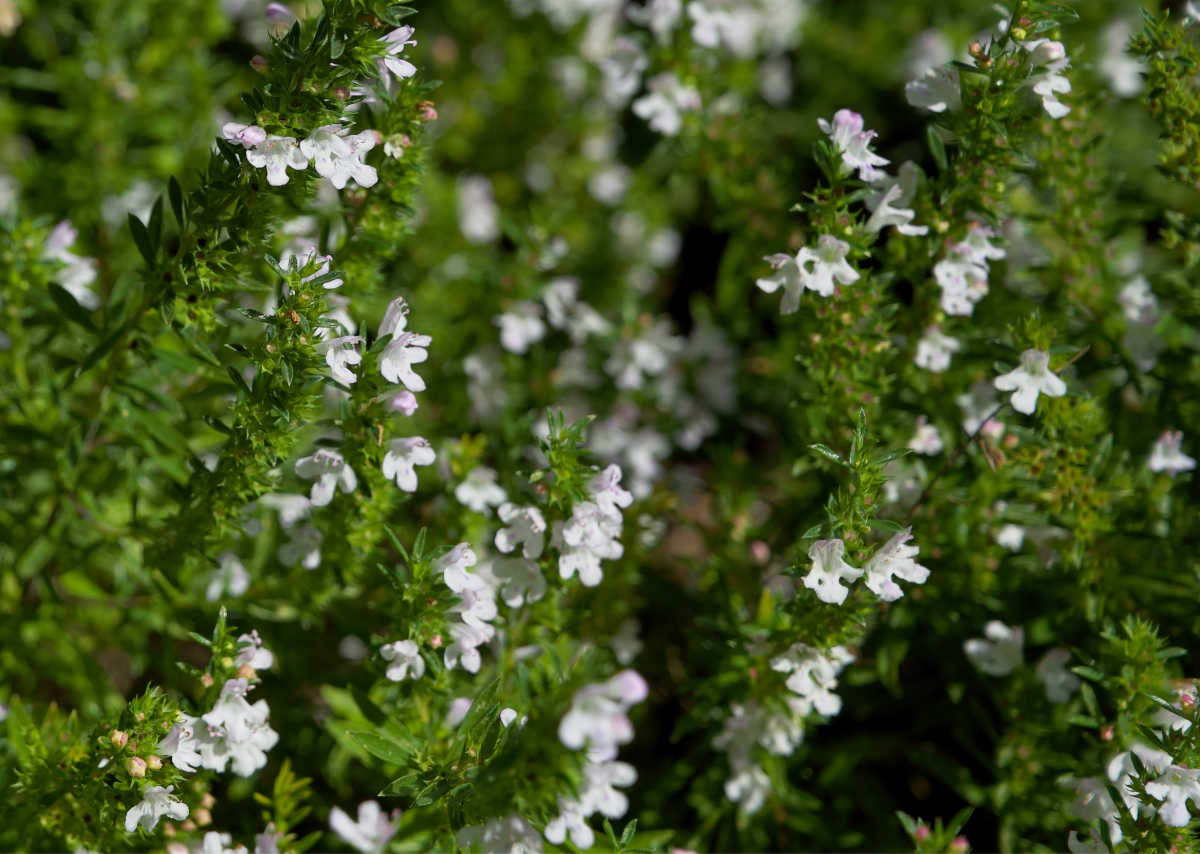 Perennial herb winter savory with tiny white flowers.
