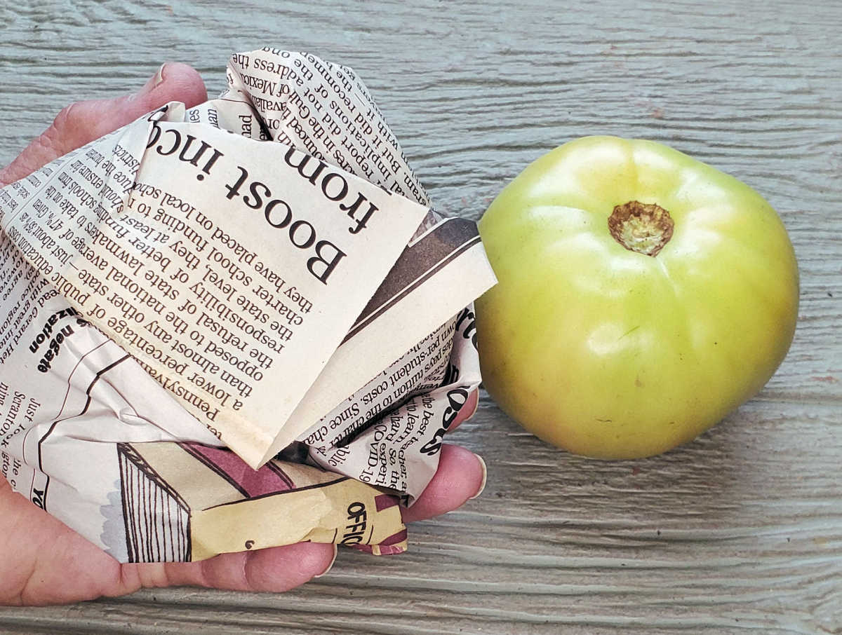 Hand wrapping green tomatoes in newspaper to ripen indoors