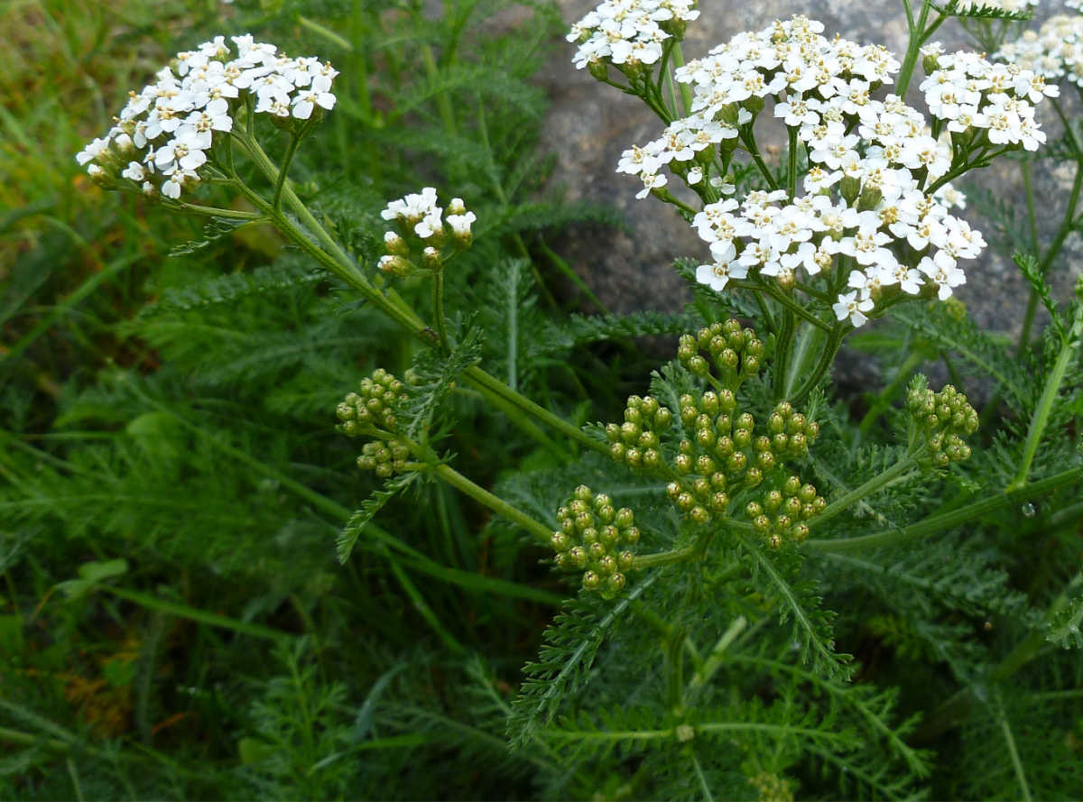 A yarrow perennial herb with white flowers next to a gray rock.