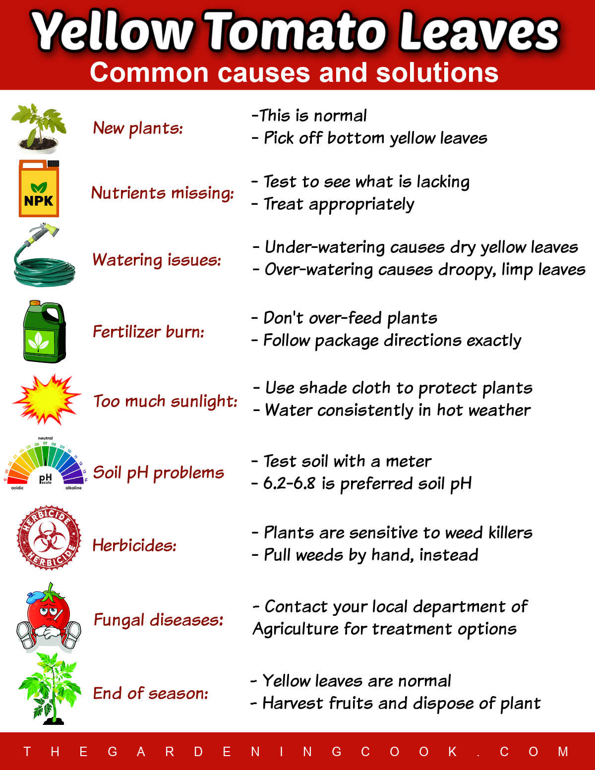 A printable showing the causes of yellow tomato plant leaves and some solutions to fix them.