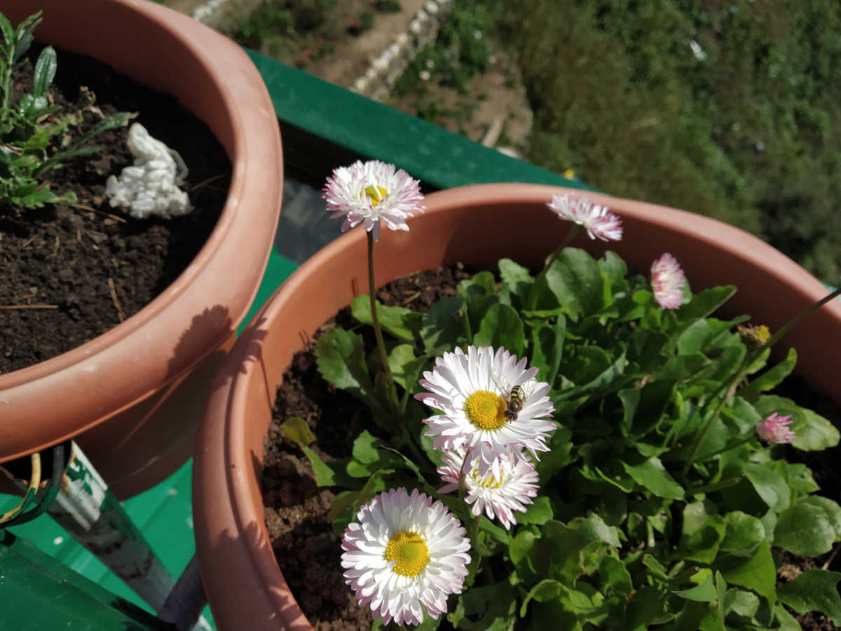 Shasta daisy plants in pots Silver Princess Shasta daisy plants in small pots, ready to transplant in the garden.