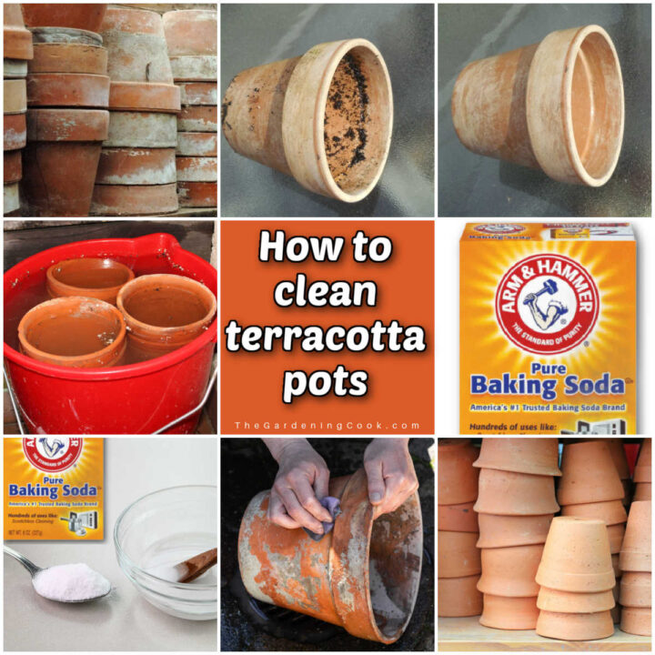 A collage with pictures of dirty and clean clay pots, showing the process for cleaning. Orange text block reads How to clean terracotta pots.