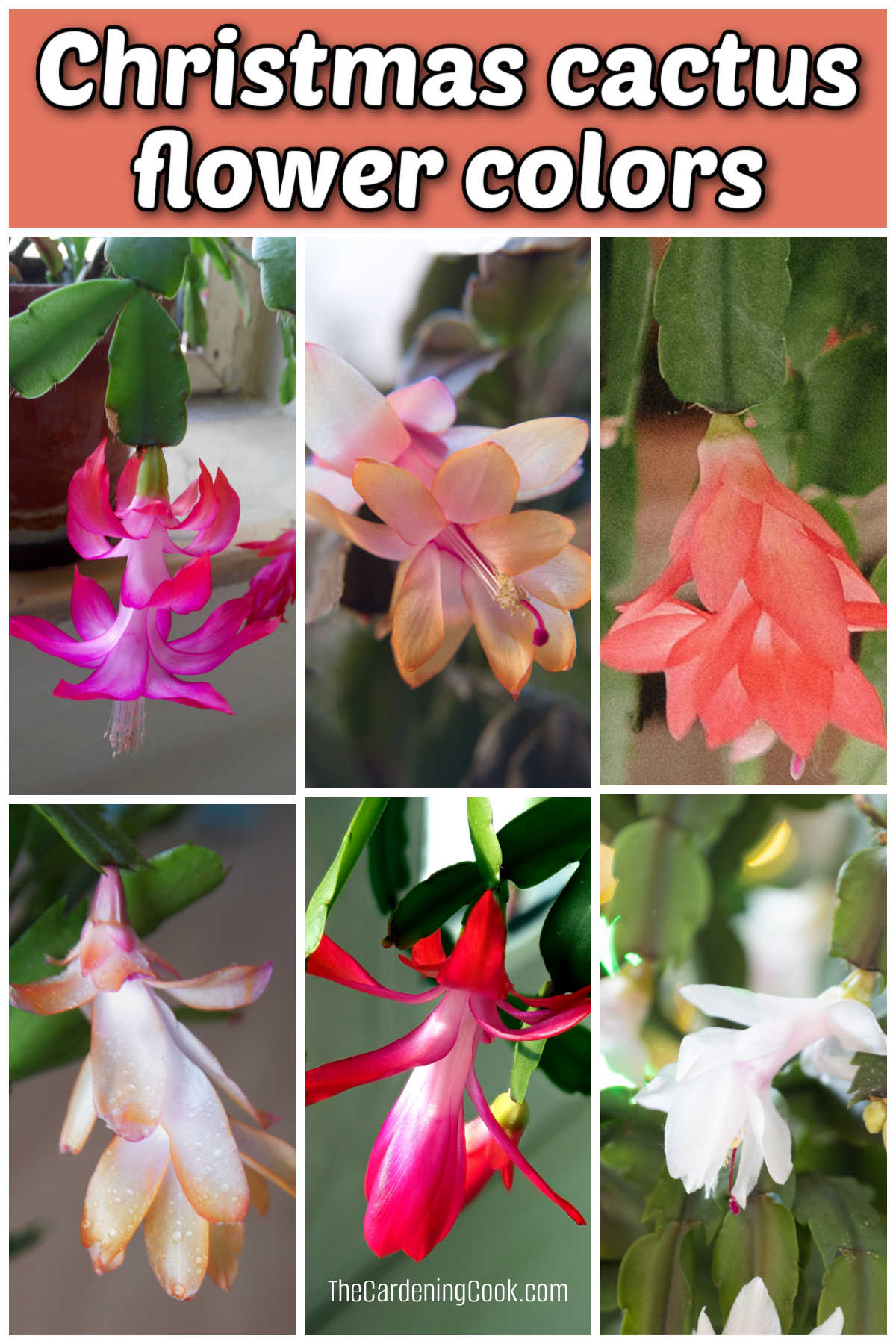 Pictures of six different colors of Christmas cactus blooms in a collage with text overlay that reads Christmas cactus flower colors.