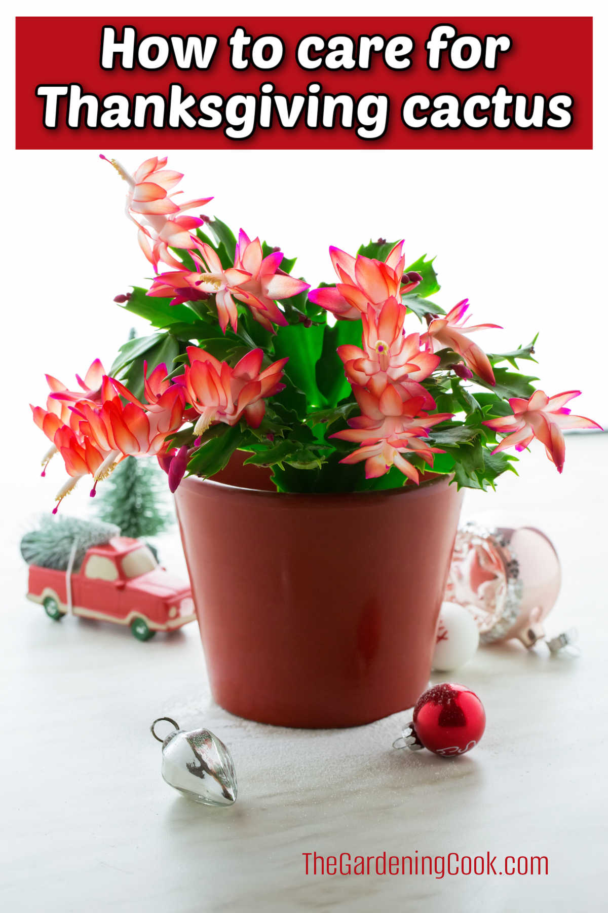 How to Care for Thanksgiving Cactus Schlumbergera truncata in a tan put, surrounded by Christmas ornaments. Red text box reads How to care for Thanksgiving cactus.