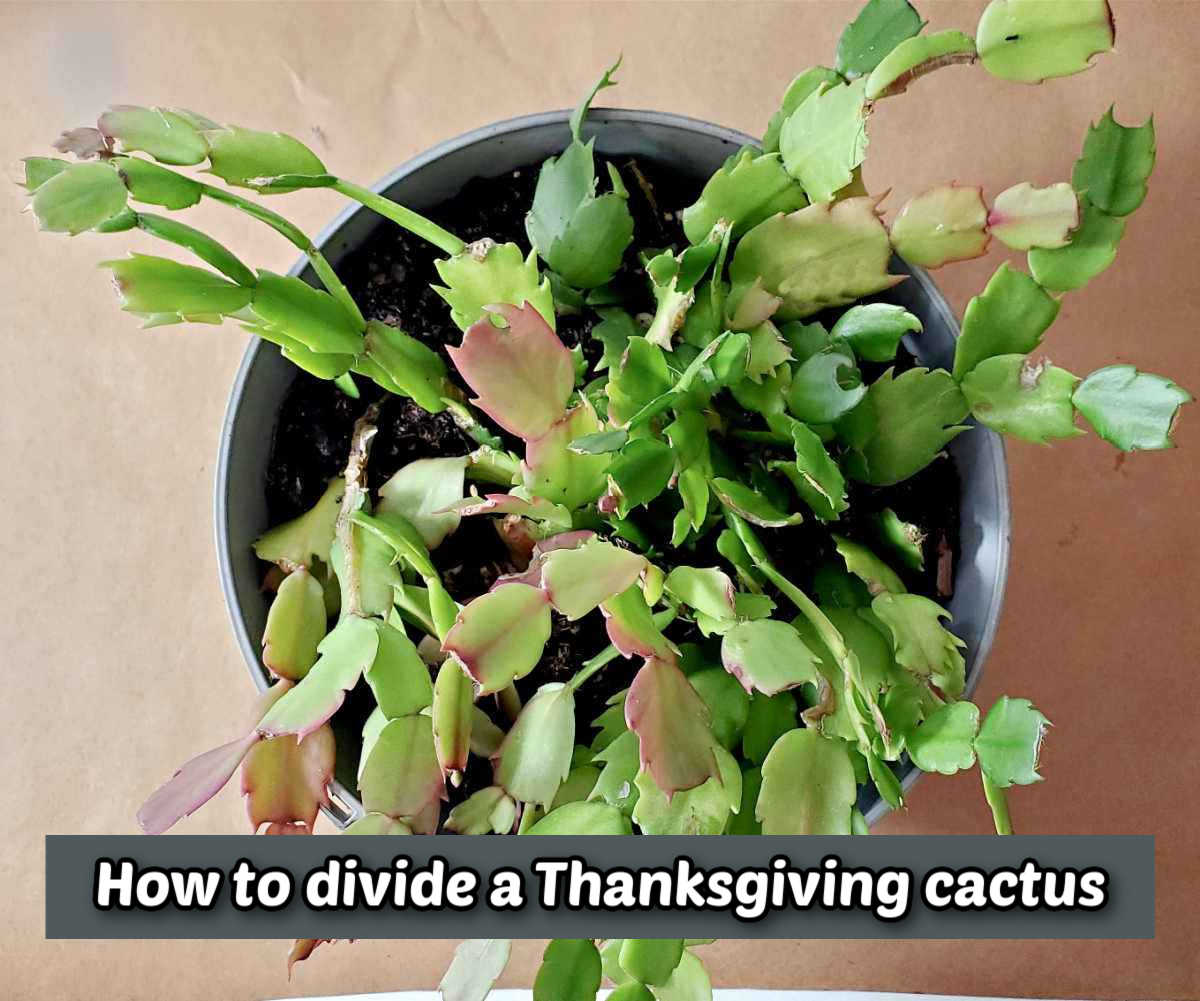 Dividing a Thanksgiving cactus A mature Thanksgiving cactus in a gray pot. Text box reads How to divide a Thanksgiving cactus.