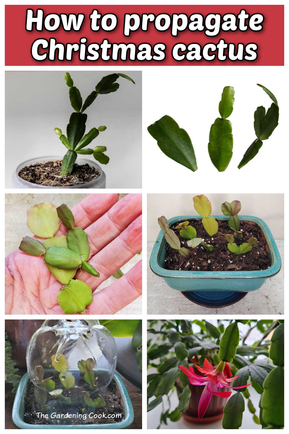Learn How to Propagate a Christmas Cactus A collage showing the steps for rooting Schlumbergera x buckleyi, from taking cuttings to planting them in soil, creating a mini greenhouse and a flowering plant. Red text box reads How to propagate Christmas cactus.