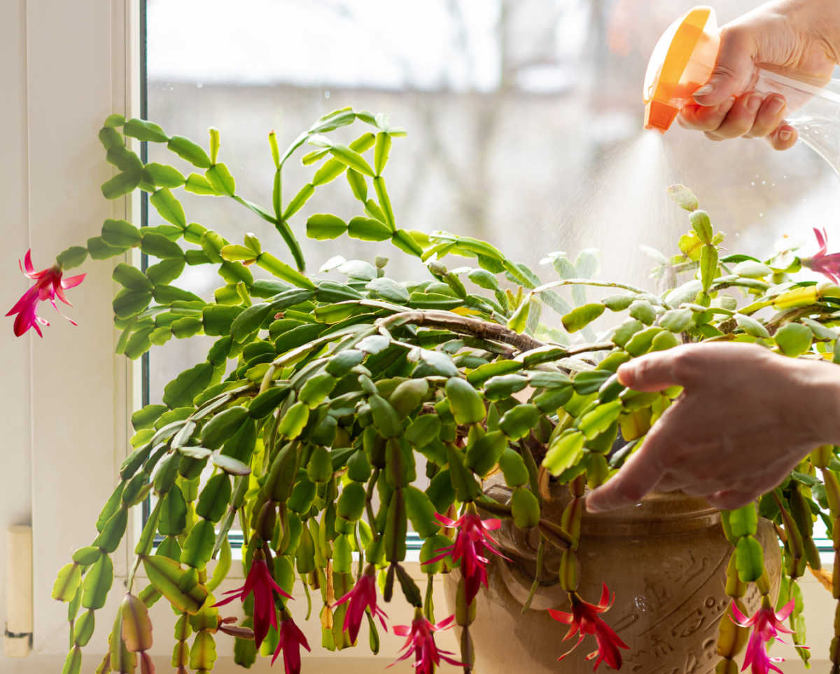 A woman with a yellow spray bottle, misting the leaves of a Christmas cactus.