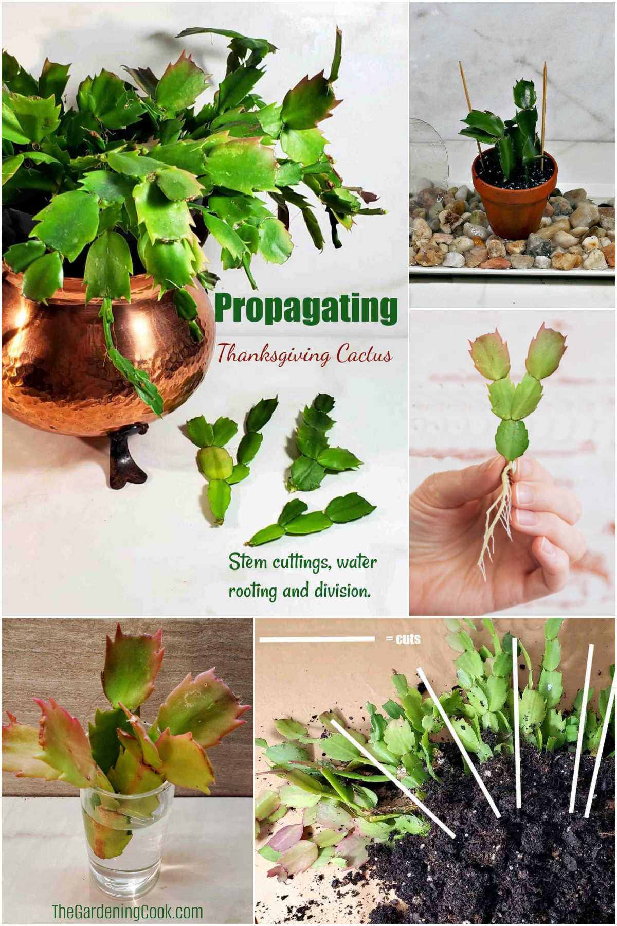 How to Propagate Thanksgiving Cactus - in Soil, Water and by Division Pictures of Thanksgiving cactus with cuttings, hand holding a rooted cutting, cuttings in soil, division image, and water rooting. Text reads Propagating Thanksgiving cactus.
