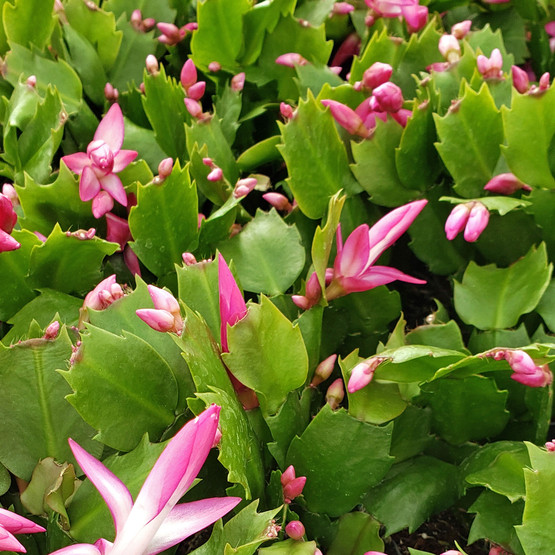 Schlumbergera truncata - Jolly Purple [limited]