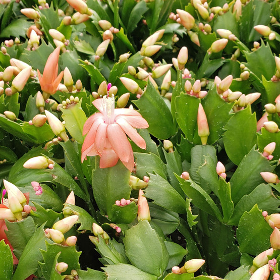 Schlumbergera truncata - Vida Orange [limited]