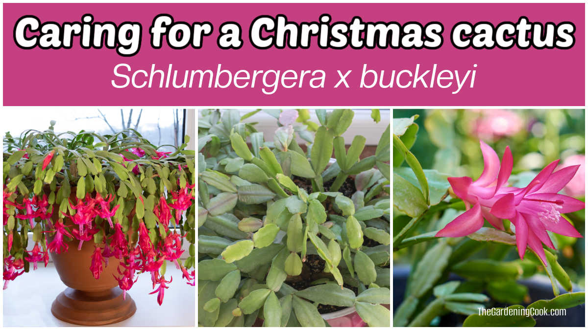 Images of a holiday cactus in flower in a pot next to a closeup of the leaf shape and flower. Pink text box reads Caring for a Christmas cactus - Schlumbergera x buckleyi.