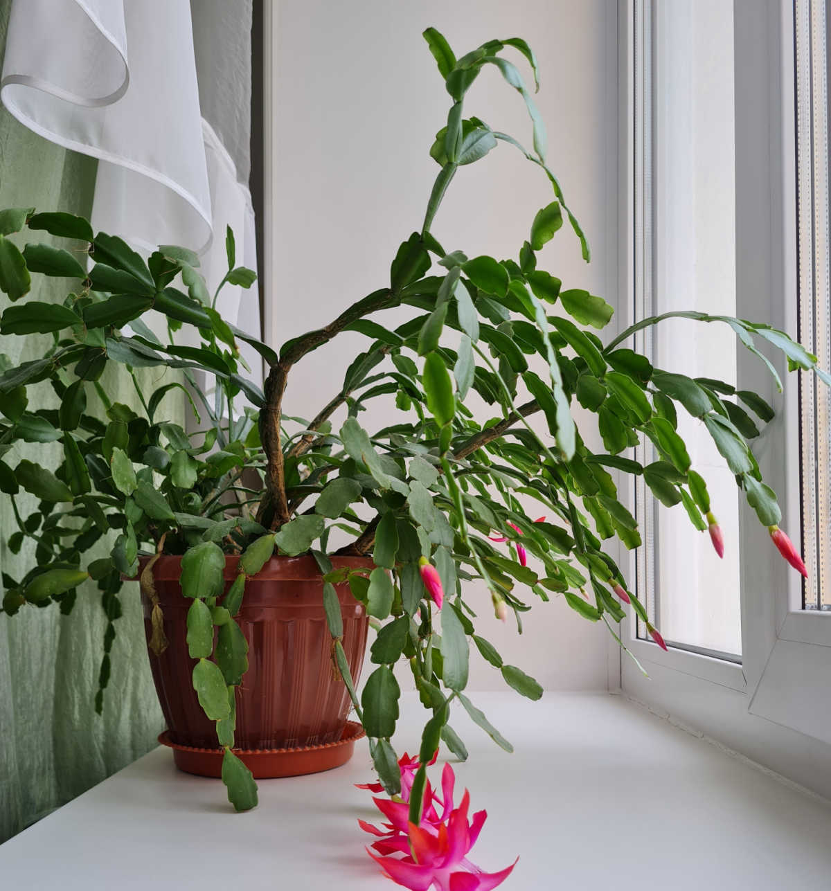 A Schlumbergera x buckleyi plant on aledge near a window with bright, filtered light.