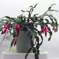 Schlumbergera x buckleyi, also known as Christmas cactus with pink flowers in a white pot on a plant pedestal.