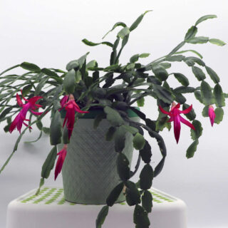 Schlumbergera x buckleyi, also known as Christmas cactus with pink flowers in a white pot on a plant pedestal.