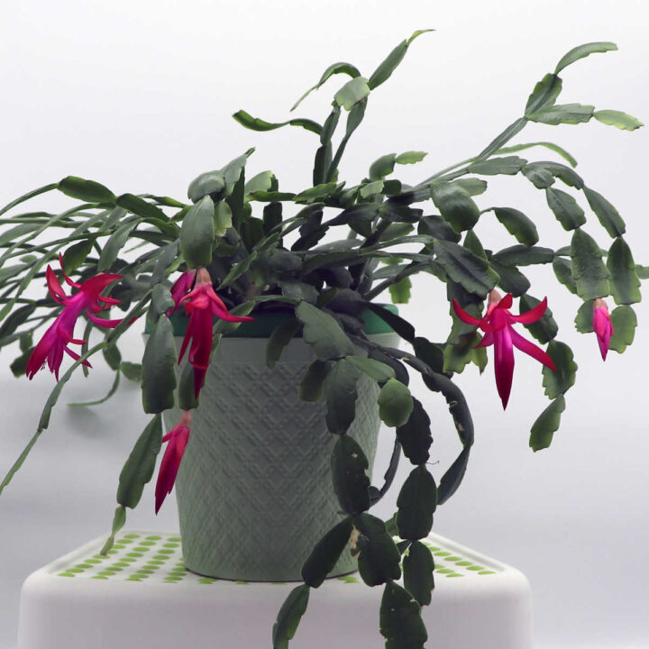 Schlumbergera x buckleyi, also known as Christmas cactus with pink flowers in a white pot on a plant pedestal.