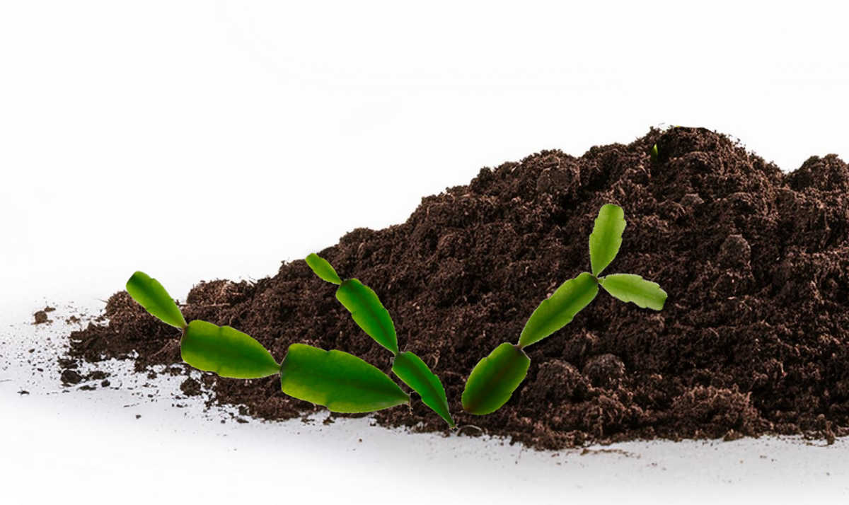 A pile of soil next to some Christmas cactus cuttings.