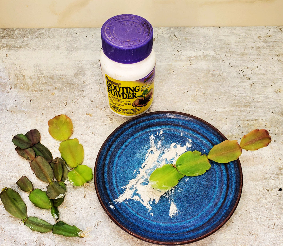 Dip the cuttings in rooting powder. A bottle of rooting powder next to a plate with powder and one cutting dipped in it. Several more Christmas cactus cuttings sit beside the plate.