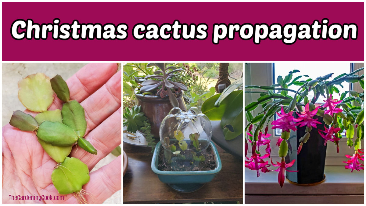 How to get Christmas cactus plants for free. A collage showing a hand holding Christmas cactus cuttings, a mini terrarium with planted cuttings and a plant in bloom. Pink text box readds Christmas cactus propagation.