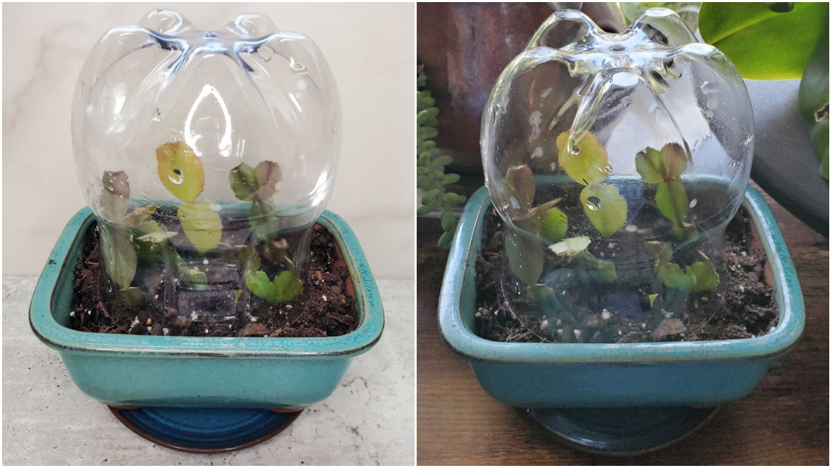 Creating a mini greenhouse for the cuttings Collage showing a DIY greenhouse for Christmas cactus cuttings: a plastic bottle covering cuttings in a blue pot on a countertop, and the same setup placed in a sunny window with other plants.