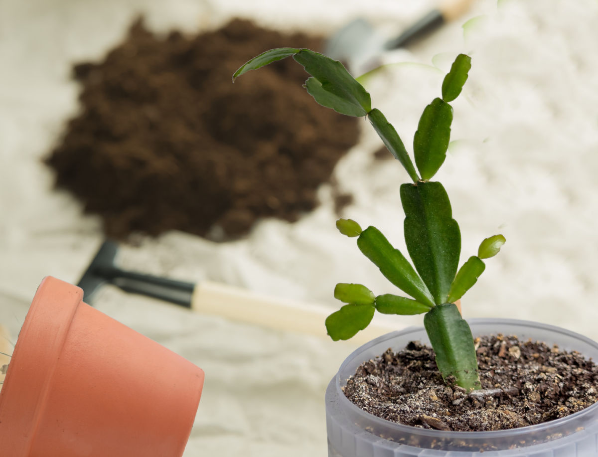 A small Christmas cactus in a small pot next to soil, garden tools and a clay pot.