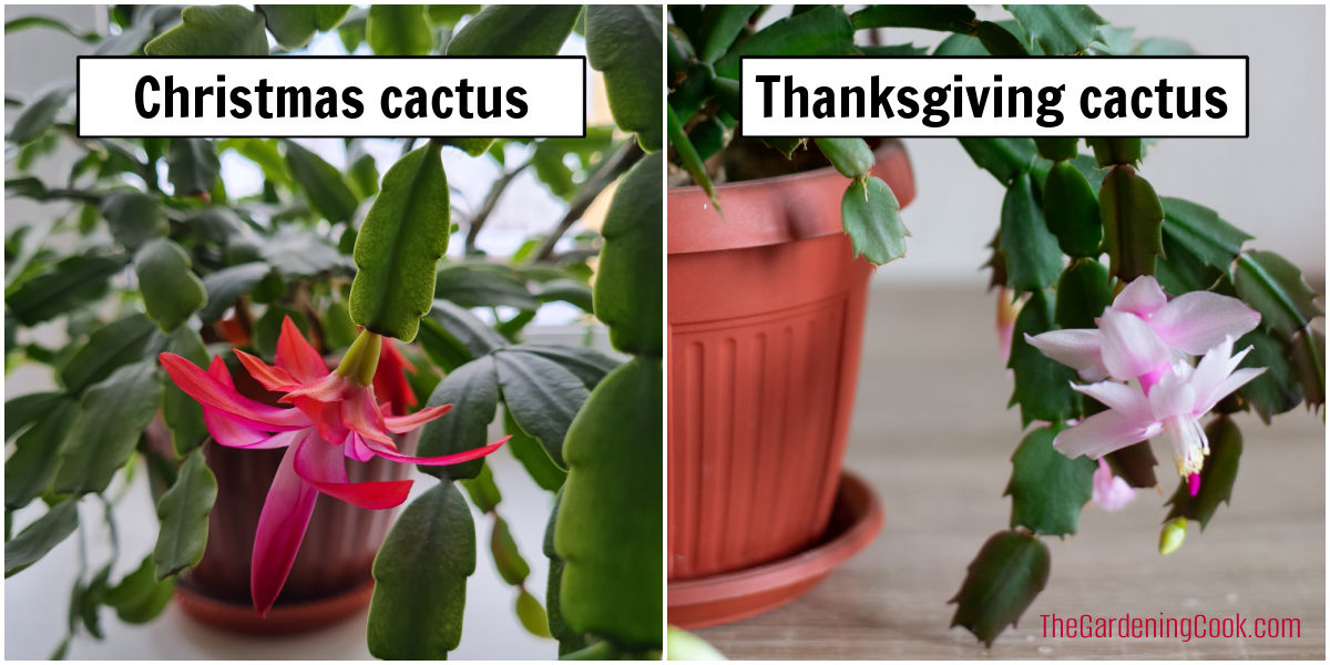 Christmas cactus vs Thanksgiving cactus Side-by-side collage comparing Christmas cactus and Thanksgiving cactus. The left image shows scalloped leaves labeled Christmas cactus, and the right image shows pointed leaves labeled Thanksgiving cactus.