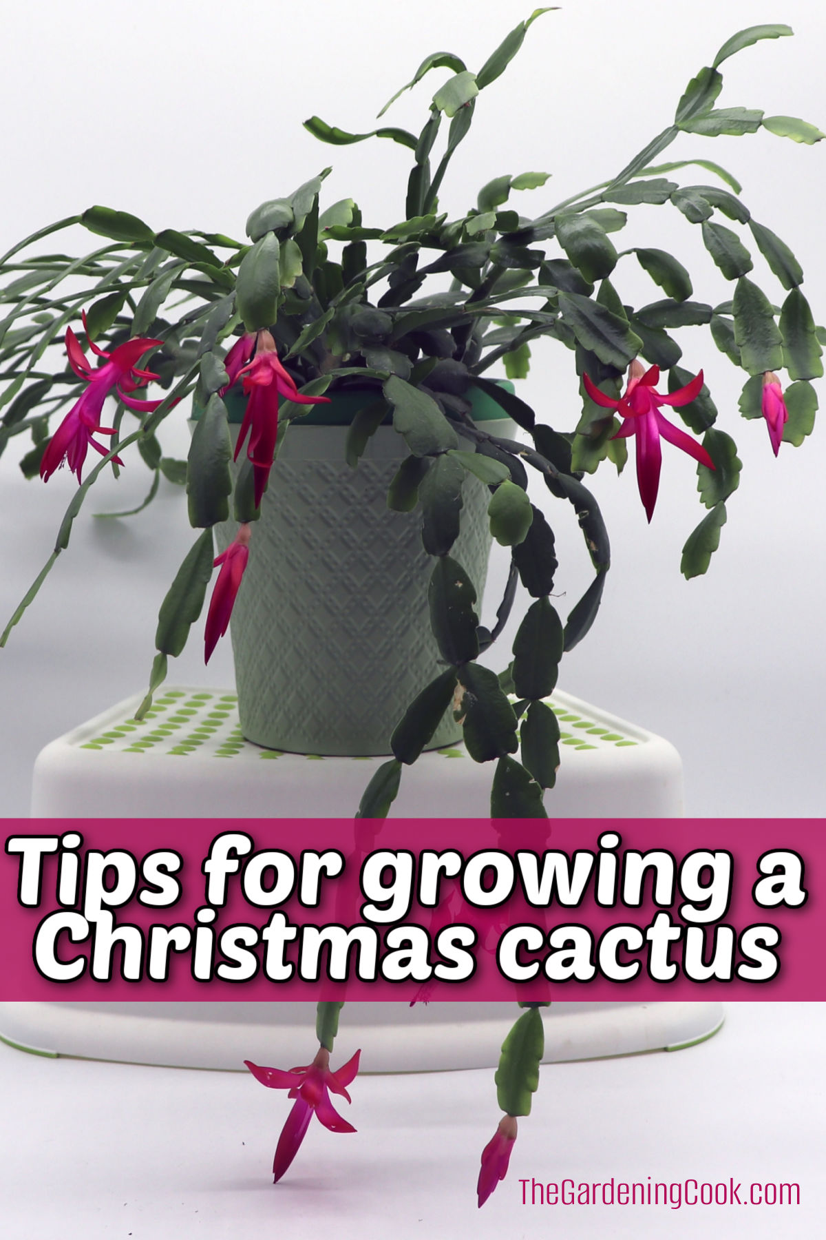 A Schlumbergera x buckleyi plant with pink flowers in a white pot on a plant pedestal. Pink text box reads Tips for growing a Christmas cactus.