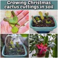 A collage showing steps for growing Christmas cactus cuttings in soil—taking cuttings, planting them in soil, creating a mini-greenhouse and a flowering Christmas cactus plant.