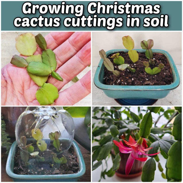 A collage showing steps for growing Christmas cactus cuttings in soil—taking cuttings, planting them in soil, creating a mini-greenhouse and a flowering Christmas cactus plant.