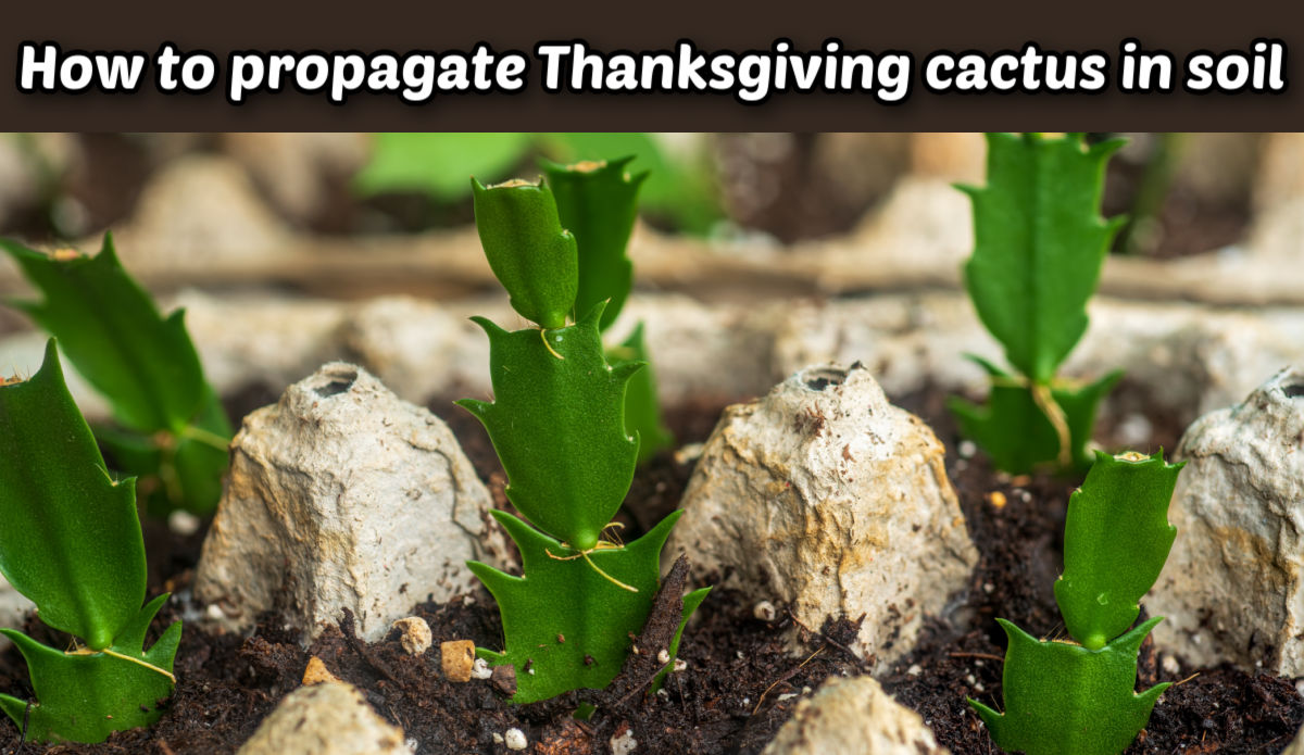 Propagating Thanksgiving cactus in soil Schlumbergera truncata cuttings rooting in an egg carton with soil. Brown text box reads how to propagate Thanksgiving cactus in soil.