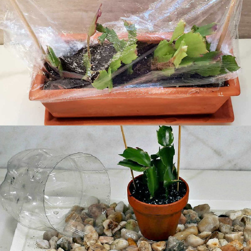 Making mini-terrariums A collage showing how to make mini-greenhouses for thanksgiving cactus propagation with clear plastic wrap and a cut off plastic bottle, plus rocks on a tray.