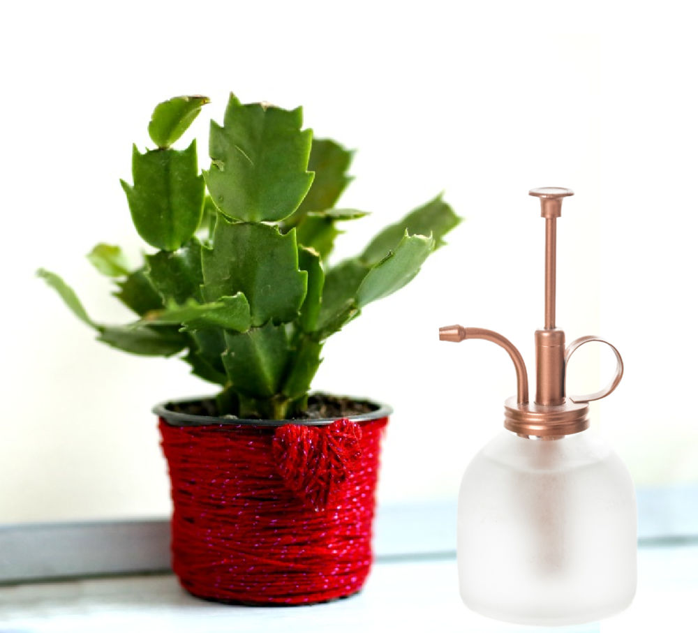 Mist the plant for extra humidity. Schlumbergera truncata plant if a red rope wrapped pot next to a plant mister.
