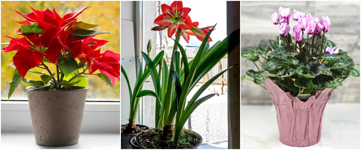A collage with images of other holiday plants—poinsettia, amaryllis and florist cyclamen.