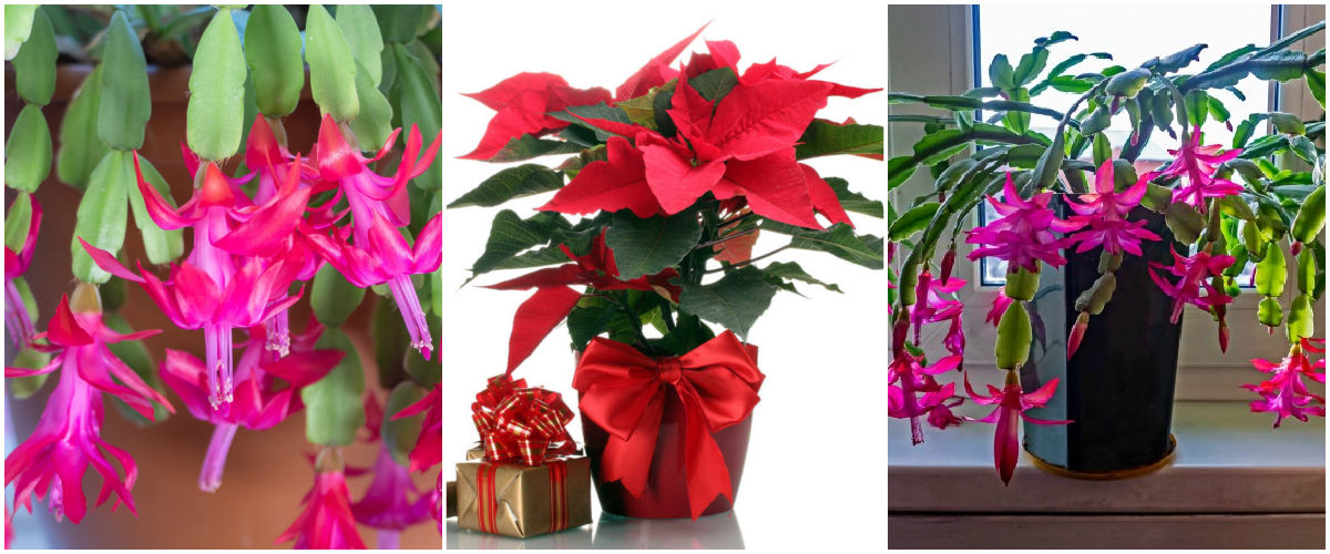 Check out these holiday plant posts. A collage showing images of Christmas cactus flowers, a poinsettia plant and a Christmas cactus plant in bloom.