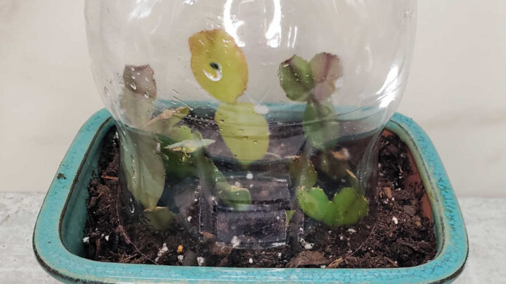 Christmas Cactus Propagation | Easy Guide to Rooting Cuttings