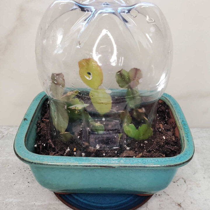 A plastic dome over Christmas cactus cuttings in a blue pot to create a mini-terrarium.
