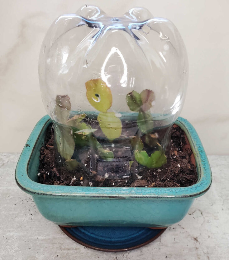 A plastic dome over Christmas cactus cuttings in a blue pot to create a mini-terrarium.