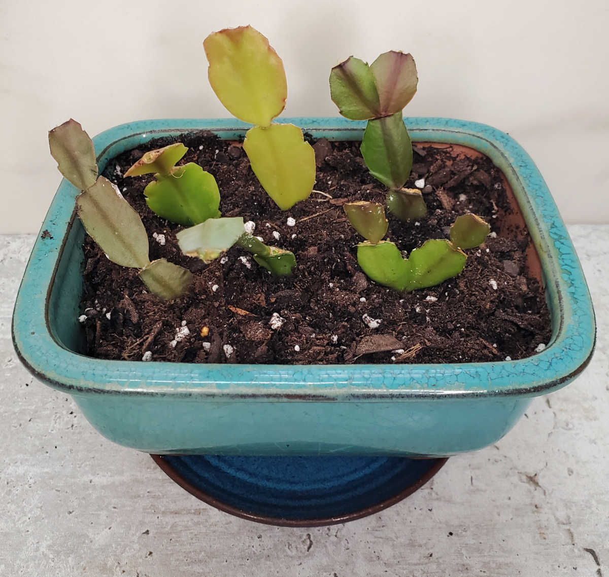 You can plant several in one pot! Propagating a Christmas cactus by planting stem cuttings in a blue pot filled with soil.