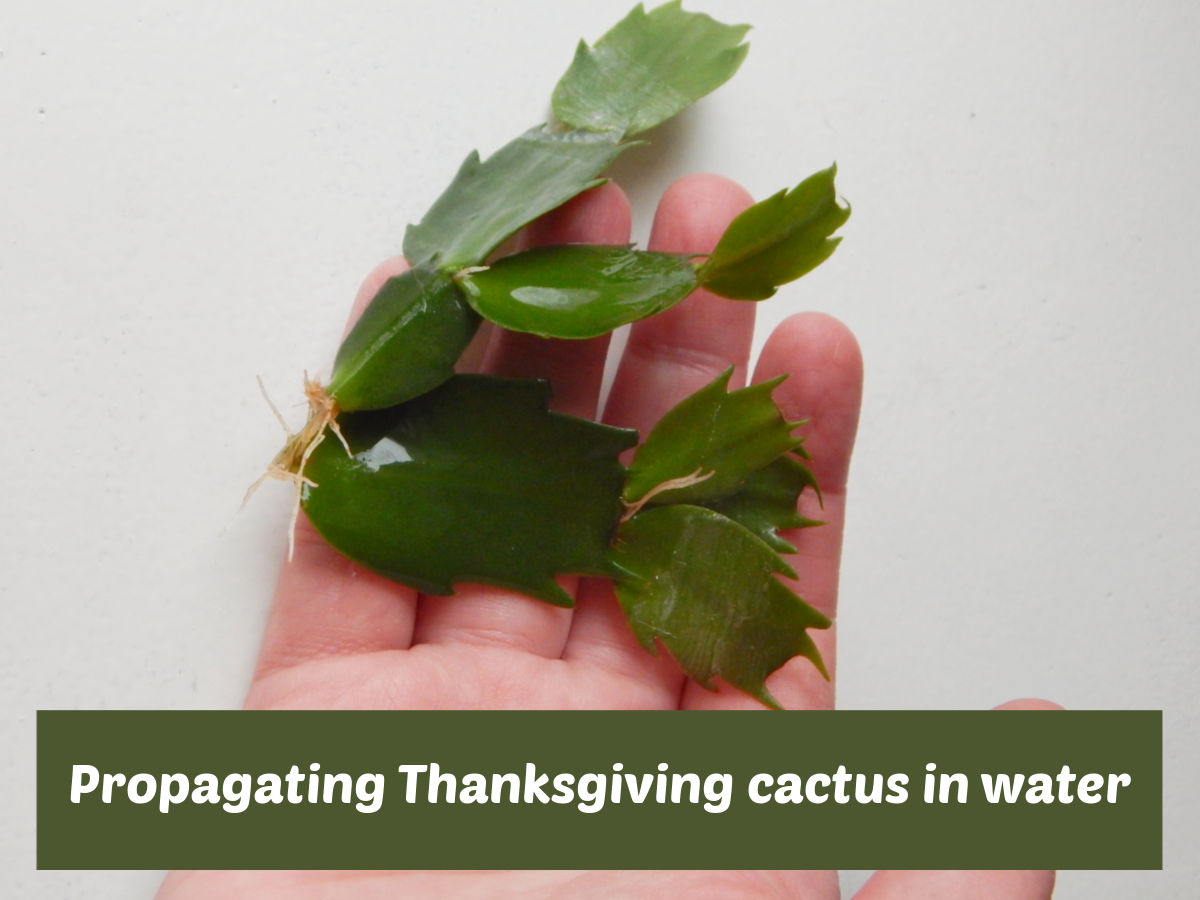 Root cuttings in water A hand holding thanksgiving cactus cuttings. Green text box reads propagating Thanksgiving cactus in water.
