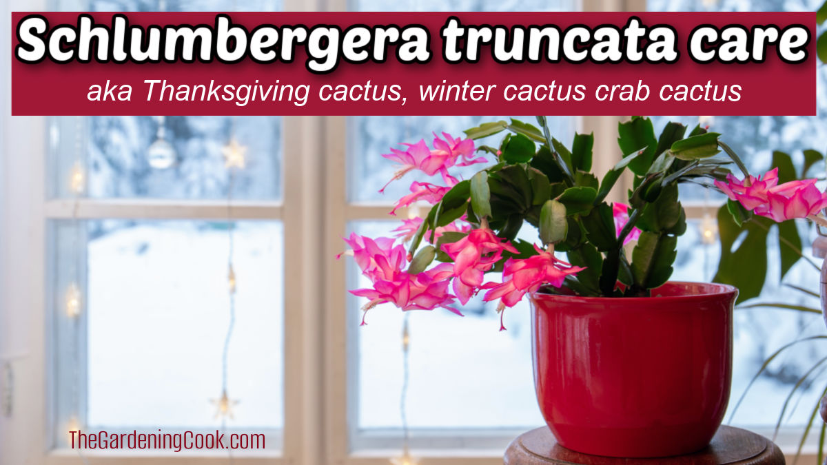 Caring for Schlumbergera truncata. A Thanksgiving cactus in a red pot on a window sill with snow outside. Red text bx reads Schlumbergera truncata care aka Thanksgiving cactus, winter cactus, crab cactus.