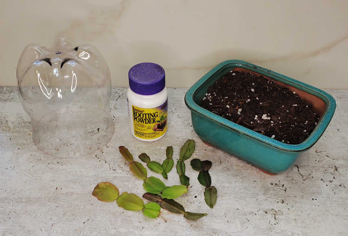 Gather your supplies Supplies for Christmas cactus propagation, including a plastic bottle, rooting powder, stem cuttings, and a pot with soil on a countertop.