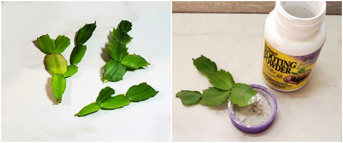 Taking cuttings A collage with images of three Thanksgiving cactus cuttings and a cutting being inserted into rooting hormone powder.