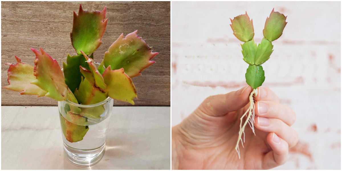 The cuttings will root in 2-4 weeks A collage with images of thanksgiving cactus cuttings rooting in a glass of water, and a hand holding a rooted cutting.