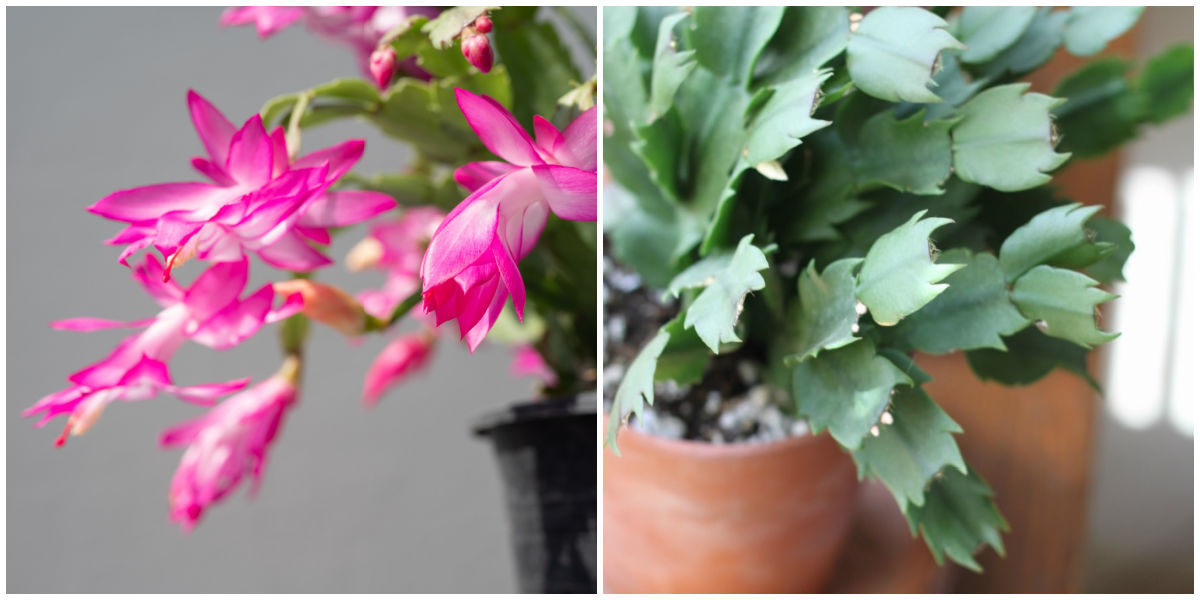 Flowers and foliage of winter cactus A collage showing a closeup of the flowers and foliage of Thanksgiving cactus (Schlumbergera truncata.)