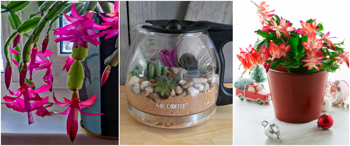 More holiday plant inspiration A collage with images of a Christmas cactus in flower, a succulent terrarium and a Thanksgiving cactus surrounded by ornaments.