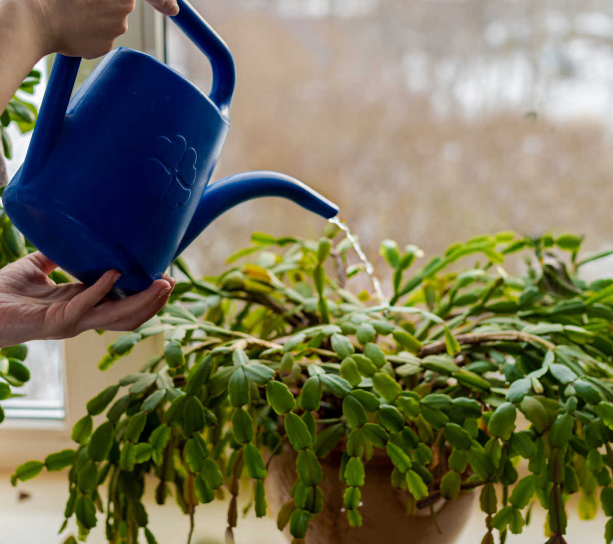 A woman with a blue watering can, watering a Christmas cactus on a windowsill.