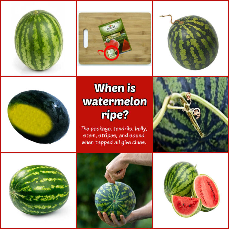 Pictures of various part of a watermelon in a collage. Red center text box rewads when is watermelon ripe? The package, tendrils, belly, stem, stripes, and sound when tapped all give clues.