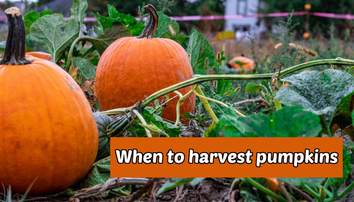 Two pumpkins growing in a field. Orange text box reads when to harvest humpkins.
