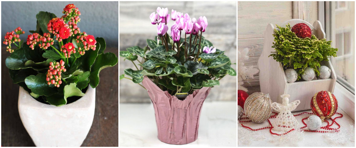 Other winter flowering houseplants A collage with images of Flaming Katy, florist cyclamen, and frosty fern.