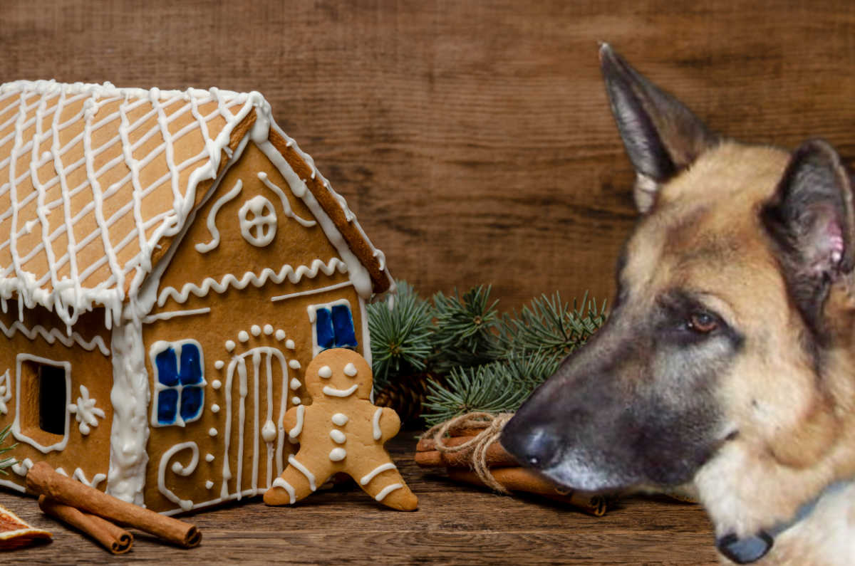 Keep the house away from pets! German shepherd dog looking at a decorated gingerbread house.